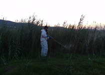 El Ayuntamiento de Peñíscola finaliza la primera fase de fumigaciones en el humedal contra los mosquitos