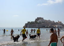 La playa de Peñíscola, escenario de un simulacro de rescate de la unidad canina 